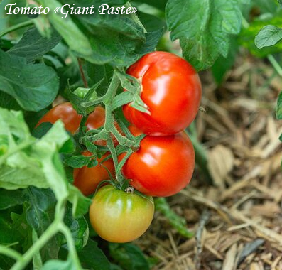 Tomato Giant Paste Tomaatti, Томат Гигантская паста